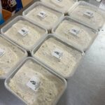 سالاد ماکارونی مخلوط مرغ و ژامبون